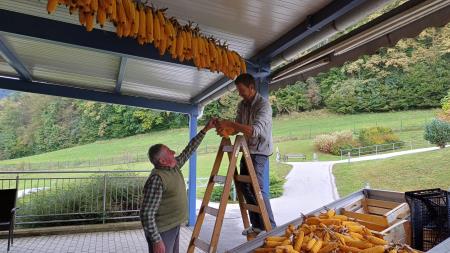 V Domu Taber je več kot 40 stanovalcev ličkalo koruzo  6
